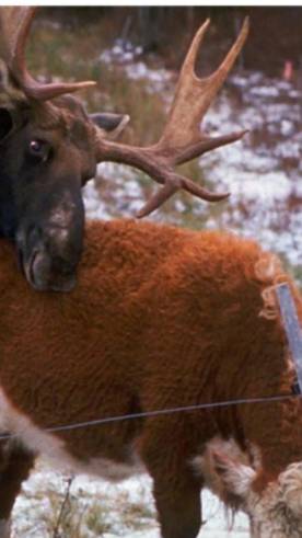 Как дикий лось влюбился в корову смотреть онлайн