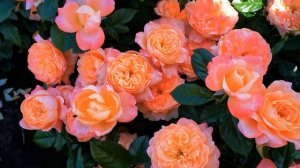 Роза Самаритан Samaritan