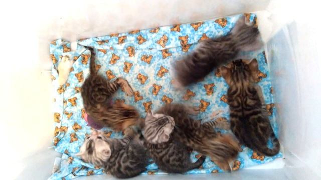 Бенгальские котята, три недели. Научились сидеть, стоять и учатся ходить