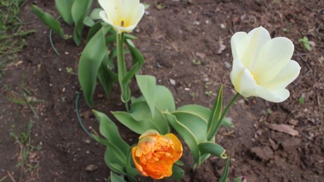 Тюльпаны. Начало цветения смотреть онлайн