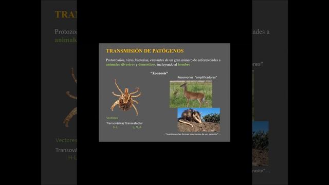 Importancia e historia sobre el conocimiento de garrapatas en vertebrados de México. смотреть онлайн