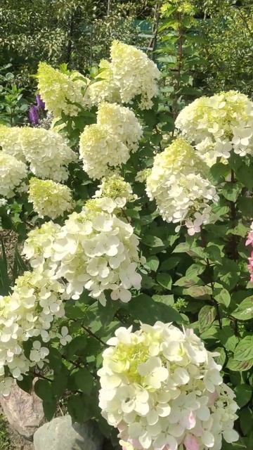 Роскошные гортензии в саду☀️♥️ #сад #гортензии #цветущийсад смотреть онлайн