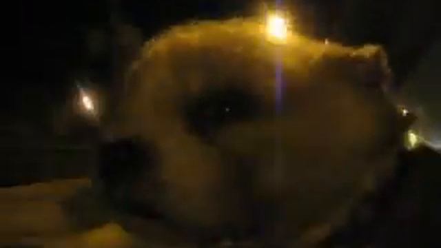 Puppy dog sticking his head out the car window at night смотреть онлайн