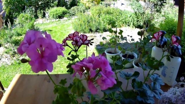 Новинки в сад. Рододендроны и плющелистные пеларгонии. смотреть онлайн