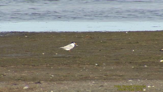 SMÅTÄRNA Little Tern (Sternula albifrons) Klipp - 1276 смотреть онлайн