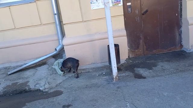 Живём по меню//2 апреля 2025//среда//и болтаем и готовим смотреть онлайн