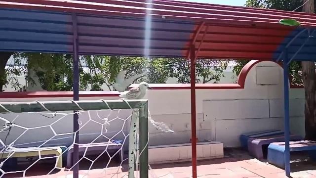 White tern смотреть онлайн