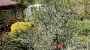 Майский обзор моих цветников