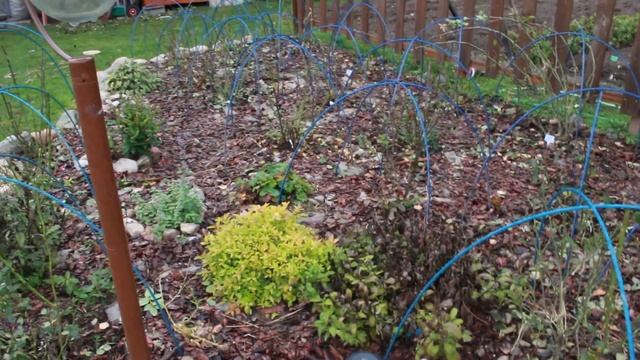 Подготовка роз к зиме в три этапа смотреть онлайн