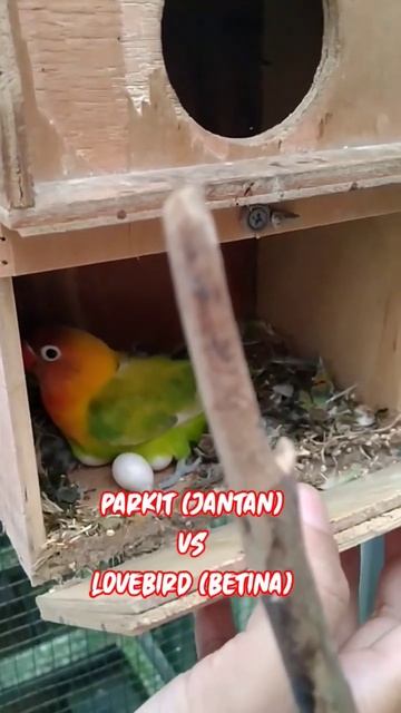 Kawin Beda Species #shorts смотреть онлайн