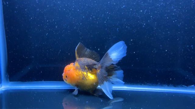 Apache Oranda смотреть онлайн