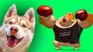 ЭПИЧНАЯ БИТВА С ХОМЯЧКОМ САВЕЛИЕМ!! Хаски Бублик Говорящая собака