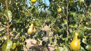 Груша Конкорд на підщепі ВА29,солодкий, промисловий сорт.