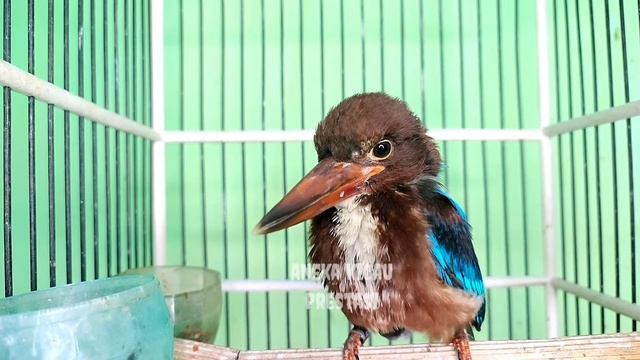 Tengkek Udang Gacor Dor, Full Ngekek Kasar, Masteran Ampuh Untuk Cucak Ijo Dan Murai Batu смотреть онлайн