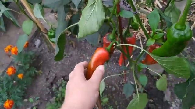 Он меня порадовал. Собираем сладкий перец. смотреть онлайн