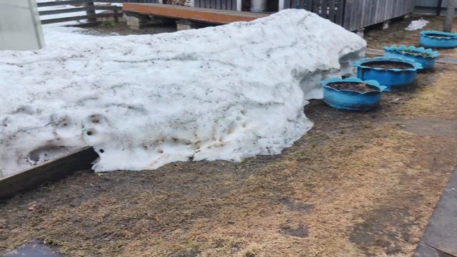 Блины с луком ,что сделала на улице . смотреть онлайн