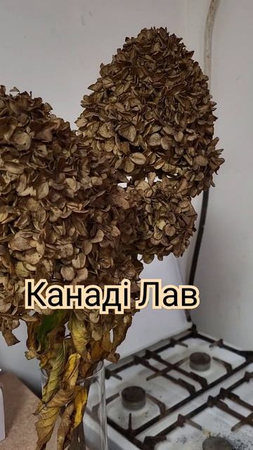 гортензія волотиста Саммер Лав/Канаді Лав #декор_сад смотреть онлайн