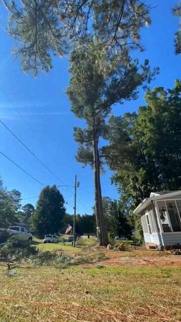 Time Lapse Pine Tree. смотреть онлайн