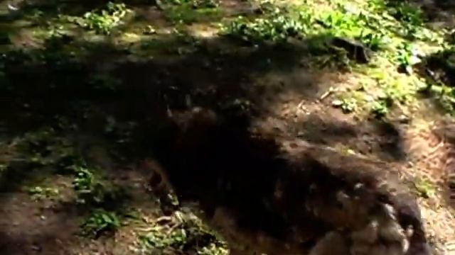 Утро на территории собак..)) 16.05.19. смотреть онлайн