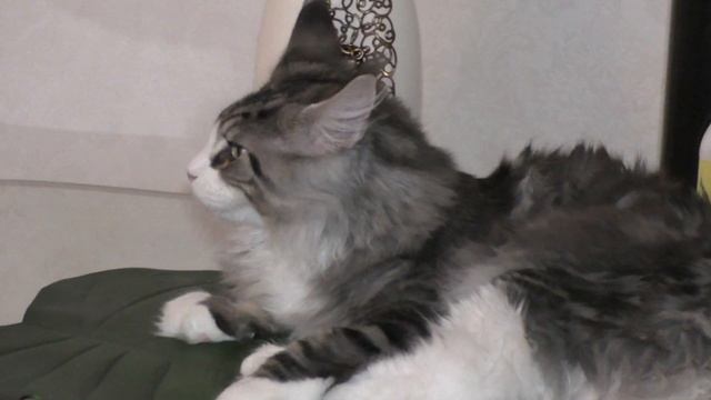 Mr.Feromon Forest Rich 5.5 месяцев смотреть онлайн