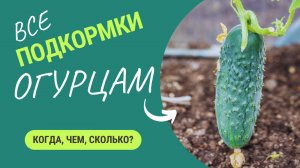 ВСЕ подкормки для рассады огурцов🥒 Урожай порадует!