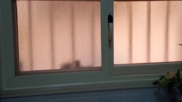 Happy Couple Birds Are Feeding at the Window #birds #animals #pet смотреть онлайн