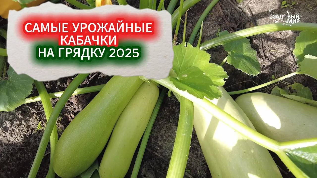 САМЫЙ УРОЖАЙНЫЙ КАБАЧОК - БЕРИТЕ НА ГРЯДКУ 2025. КАБАЧОК АЖУР - НЕ ПОДВЕДЕТ С УРОЖАЕМ НИКОГДА! смотреть онлайн
