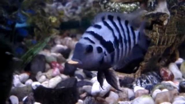 чернополосые цихлазомы с мальками смотреть онлайн