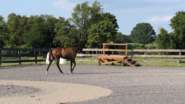 Contego - Buckskin Dominant White TB - Movement 7 смотреть онлайн