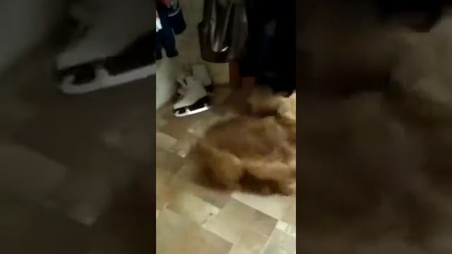 Собака встречает маму!!! смотреть онлайн