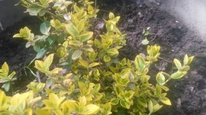 Растение бересклет