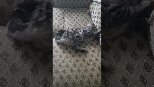 Очень артистично играет с мячиком