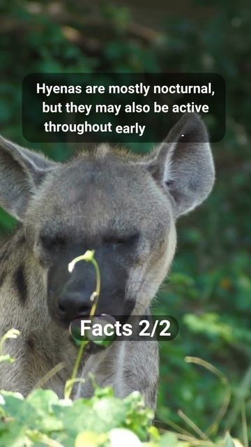Interesting Facts About Hyena #7 #shorts смотреть онлайн