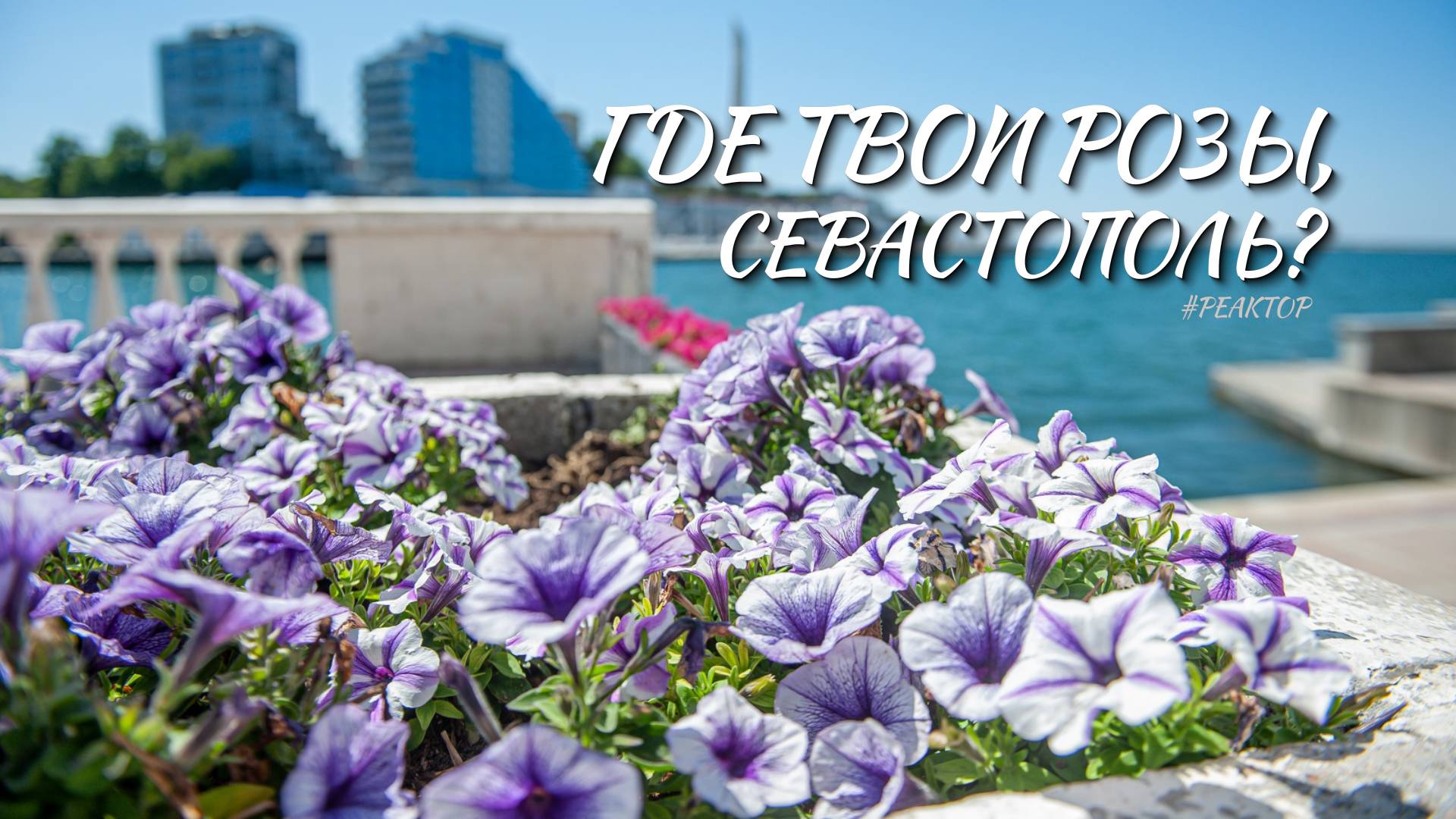 Что выбирает Севастополь: розы или петунии? - ForPost Реактор