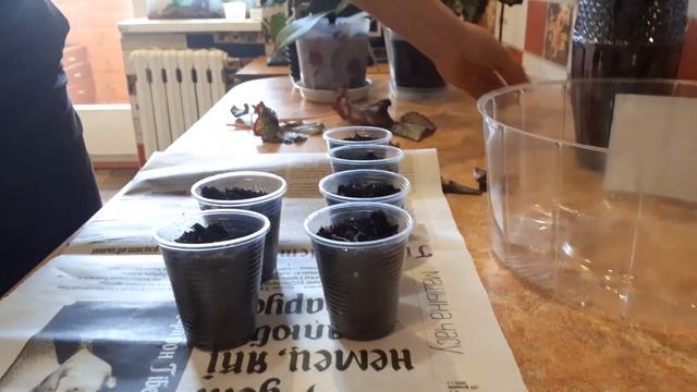 Размножение бегоний фрагментом листа 🍃🍃🌿🌱10 марта 2024 г. смотреть онлайн