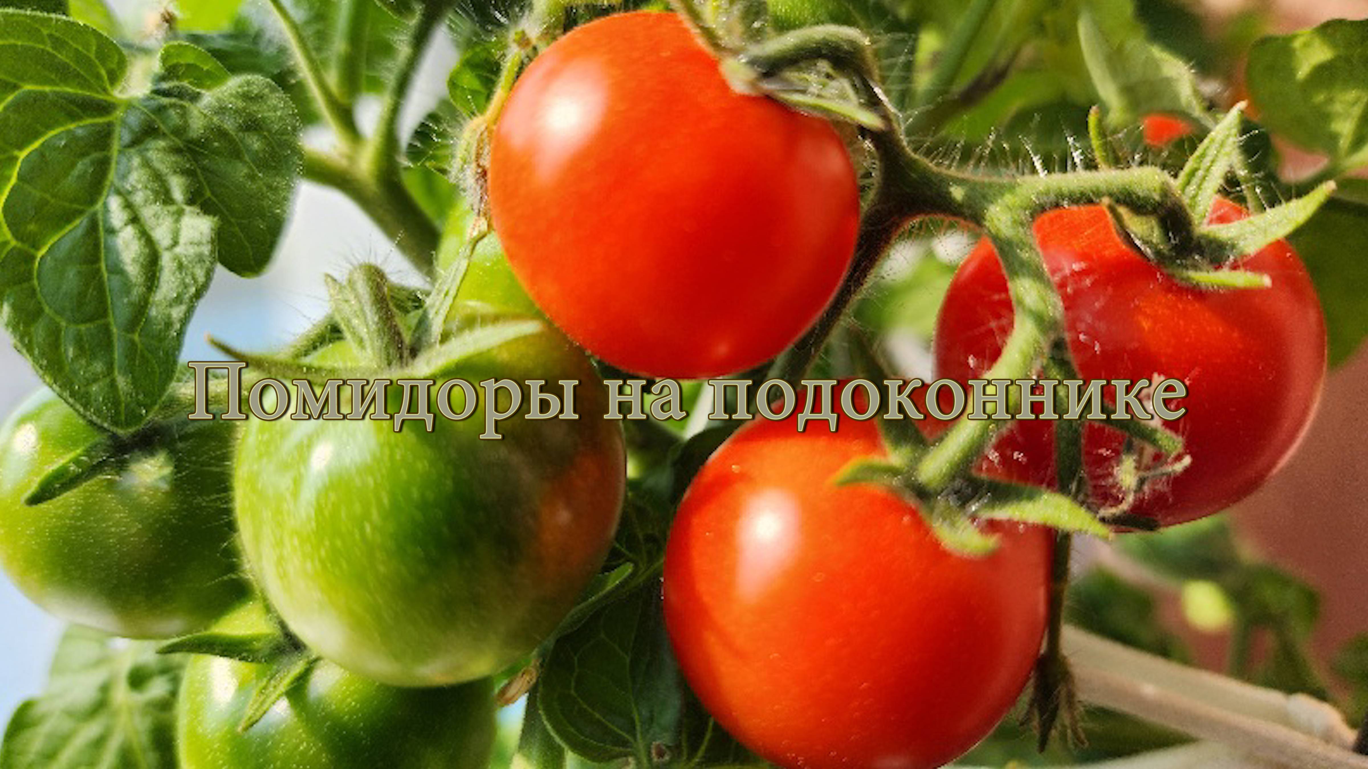 Помидоры на подоконнике. смотреть онлайн