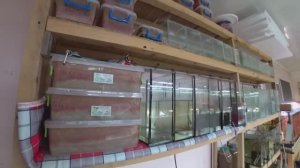 Пересадил трубочника с поролона на синтепон. Пересадил Тернецию. Будни Аквариумиста.