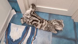 Проститутка