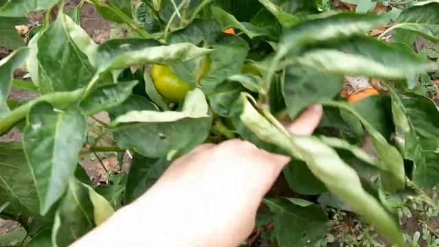 Огород без ухода) Хроники, часть 13. Сорта перца. смотреть онлайн