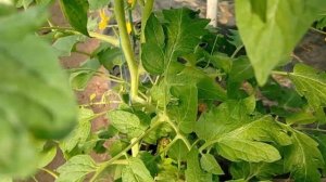 Как формировать полудетерминантный томаты