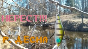 Попытка закрытия весеннего спиннинга 29.03.2025