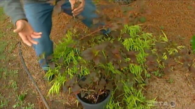 2006 Oklahoma Proven Plants смотреть онлайн