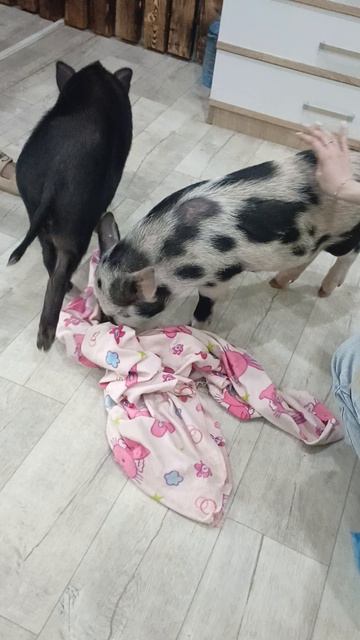 Братцы-минипиги mp4