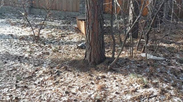 1000109029.mp4БЕЛКА