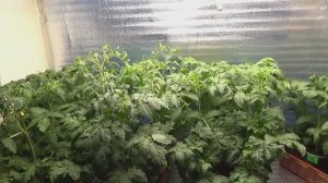Какие Томатные Гномы подходят для выращивания в ведрах? Называю сорта.
