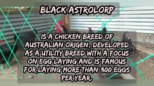 Update Sa Rhode Island Red ko || Origen ng mga heritage chicken breed dito sa pinas.. смотреть онлайн