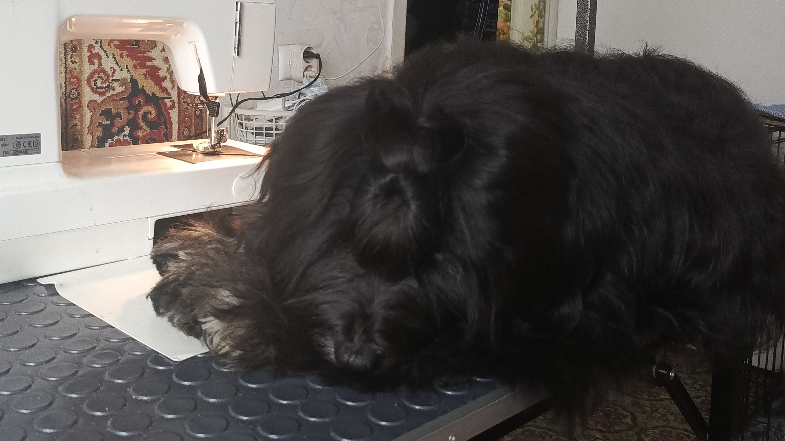 Тибетский Терьер. смотреть онлайн