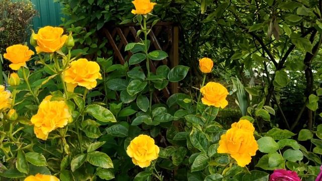 РОЗЫ-первогодки покорили КРАСОТОЙСиние компаньоны: агератумы, иссопМотыльковые ГОРТЕНЗИИ смотреть онлайн