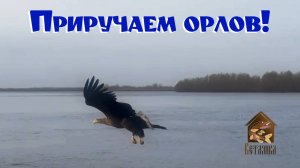 Приручаем орлов на Ветлянке.