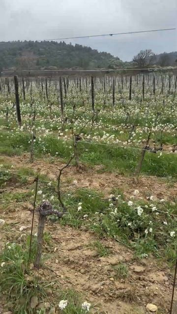 Portel-des - Corbières, France смотреть онлайн